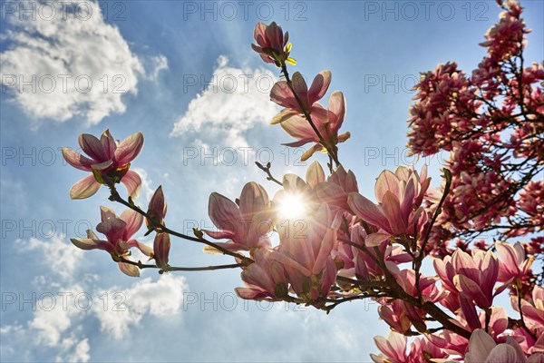 Flowering Chinese Magnolia (Magnolia x soulangeana)