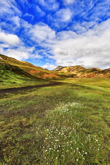 Swampy meadow with wool grass in the valley