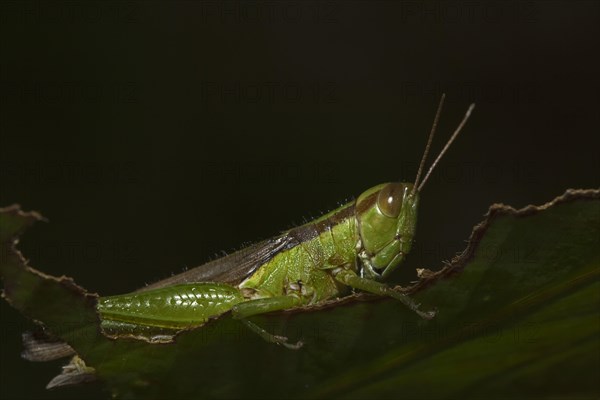 Slant-faced grasshopper (Gomphocerinae) sits on pitted leaf