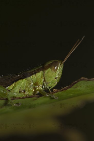 Slant-faced grasshopper (Gomphocerinae) sits on pitted leaf