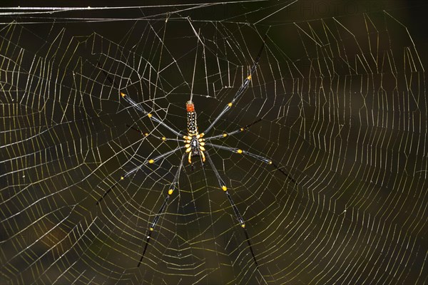 Constricted Golden Orb Weaver (Nephila constricta) in the spider's web