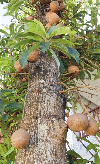 Cannonball Tree (Couroupita guianensis) with fruits