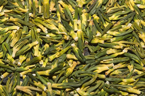 Lotus Plumule (Nelumbo nucifera Gaertn.)