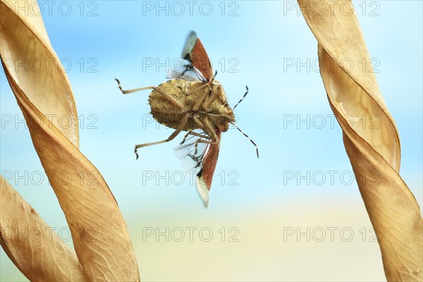 Hairy Shieldbug (Dolycoris baccarum)