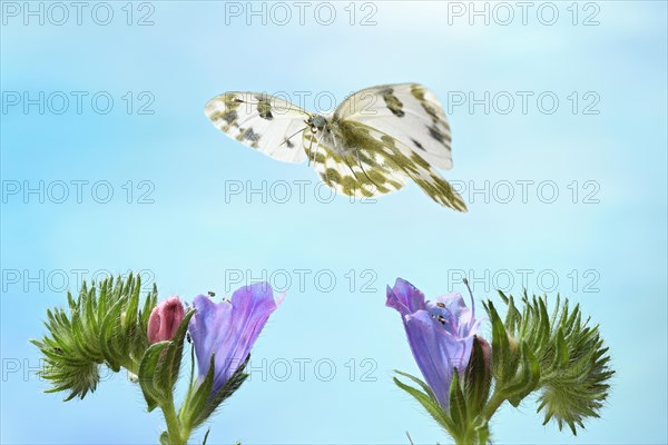 Eastern Bath White (Pontia edusa) in flight on common viper's head (Echium vulgare)