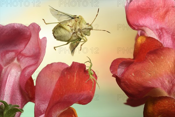 Green shield bug (Palomena prasina) in flight on lion's mouth on which a Diaea dorsata (Diaea dorsata) sits