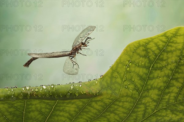 Euroleon nostras (Euroleon nostras) flies over a leaf