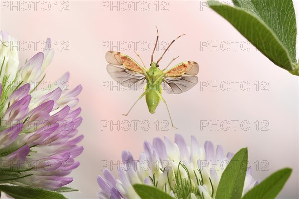 Pantilius tunicatus (Pantilius tunicatus) flies over blooming Red clover (Trifolium pratense)