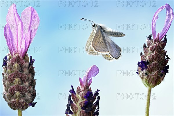 Common blue butterfly