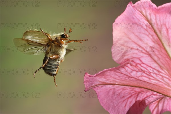 European June beetle (Amphimallon solstitiale) in flight on one of the flowers of a stock rose (Alcea rosea)