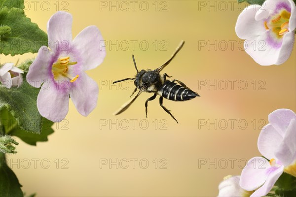 Leaf-cutting cuckoo bee (Coelioxys inermis)