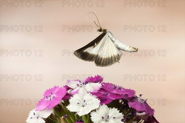 Box tree moth (Cydalima perspectalis) in flight on a Wood pink (Dianthus carthusianorum)