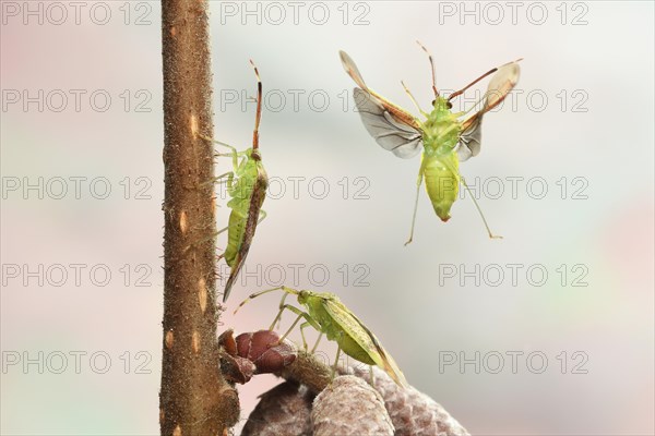 Pantilius tunicatus (Pantilius tunicatus) on a hazelnut branch (Corylus avellana)