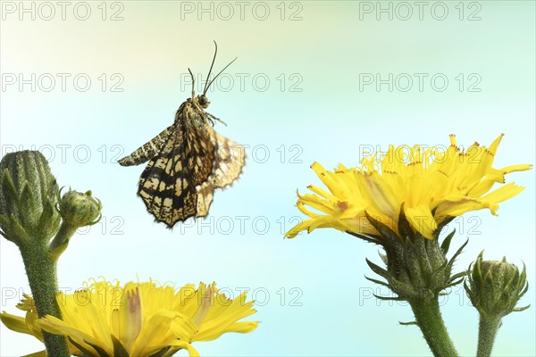 Latticed heath (Chiasmia clathrata) in flight on Hawkweed (Hieracium)