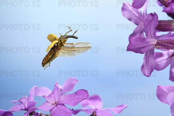 Lixus pulverulentus (Lixus angustatus) in flight on lilac flowers (Syringa vulgaris)