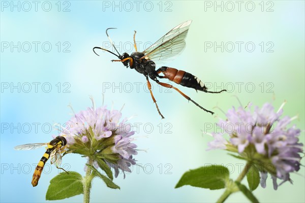 Slip wasp (Ichneumon sramentarius) in flight on the flower of a Water mint (Mentha aquatica) on which a Long hoverfly (Sphaerophoria scripta) is sitting