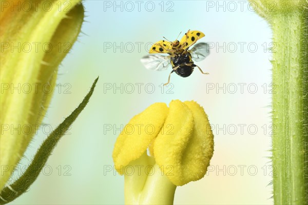 22-spot ladybird (Psyllobora vigintiduopunctata) in flight on the pistill of a zucchini