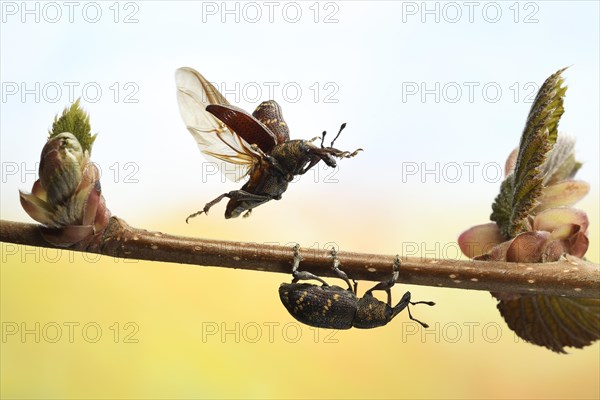 Large pine weevil (Hylobius abietis) in flight on the shoots of a hazelnut branch