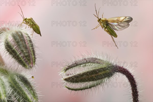 Lygus pratensis (Lygus pratensis) in flight on the closed flower of borage