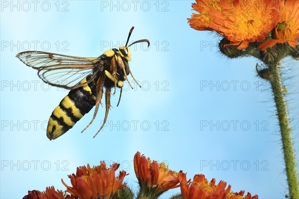 Hornet Moth (Sesia apiformis) in flight on the flowers of Fox-and-cubs (Hieracium aurantiacum)