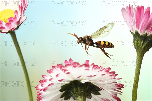 Lathbury's Nomad (Nomada lathburiana) in flight on the flower of Common daisychens (Bellis perennis)