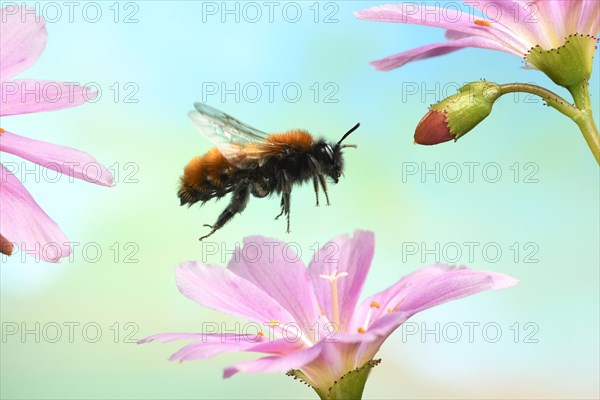 Tawny mining bee (Andrena fulva) in flight on the flower of Lewisia (Lewisia)