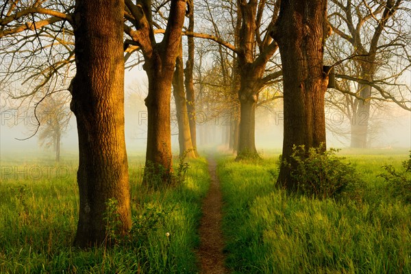 Narrow path through oak and ash avenue