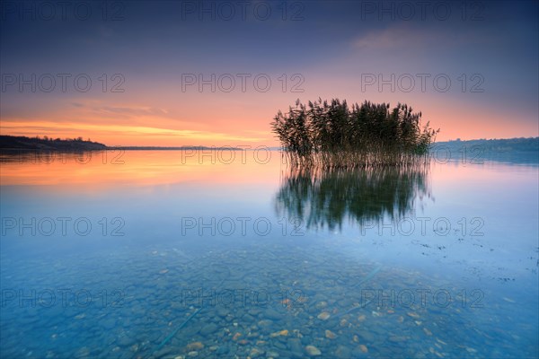 Reeds reflected in the Lake Geiseltalsee at sunrise