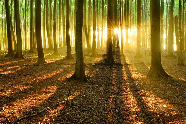 Sun shines brightly through natural beech forest (Fagus sp.)