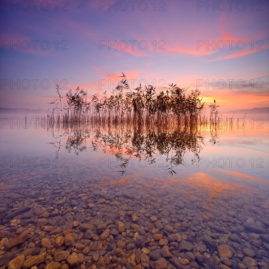 Reeds reflected in the Lake Geiseltalsee at sunrise