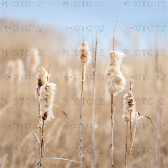 Flowering Cattail (Typha) in reed belt