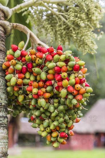 Fruit of the date palm (Phoenix dactylifera)