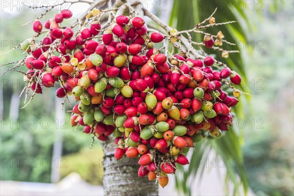 Fruit of the date palm (Phoenix dactylifera)