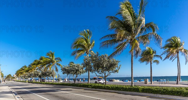 Palms and Beach