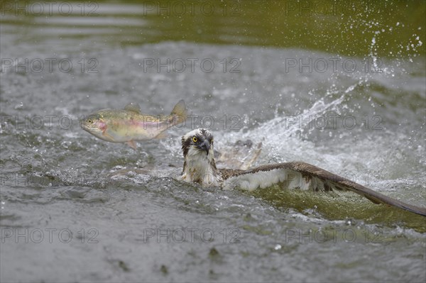 Osprey (Pandion haliaetus)