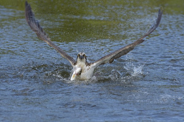 Osprey (Pandion haliaetus)