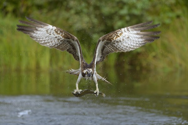 Osprey (Pandion haliaetus) in flight with prey