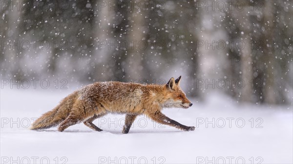 Red fox (Vulpes vulpes)