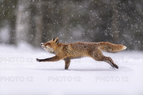 Red fox (Vulpes vulpes)