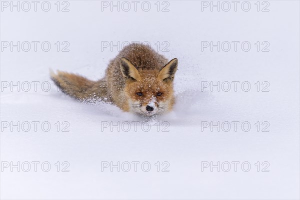 Red fox (Vulpes vulpes)