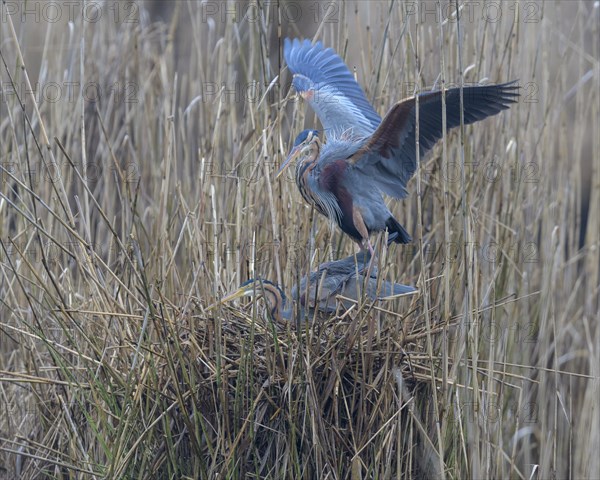 Purple heron (Ardea purpurea)