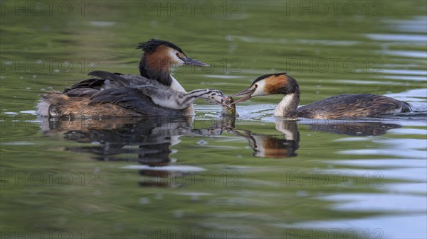 Great crested grebe (Podiceps cristatus)