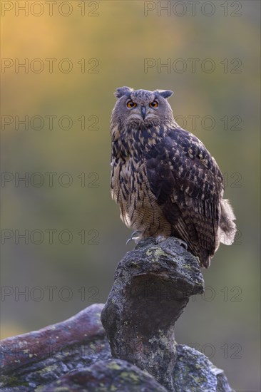 Eurasian eagle-owl (Bubo bubo)