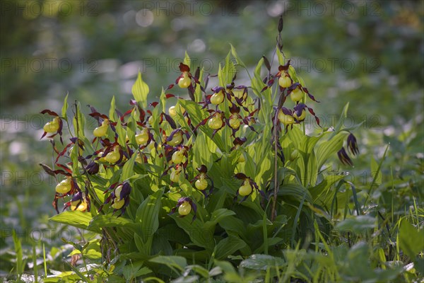 Yellow lady's slipper orchid (Cypripedium calceolus)