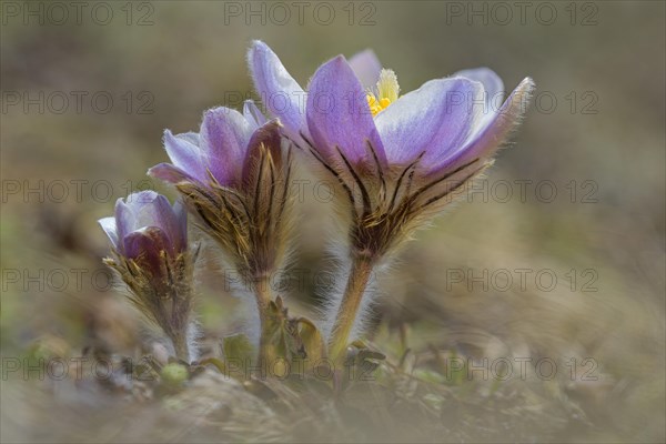 Spring pasque flower (Pulsatilla vernalis)