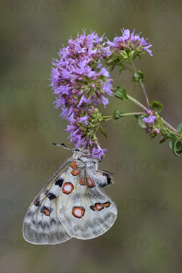 Apollo (Parnassius apollo)