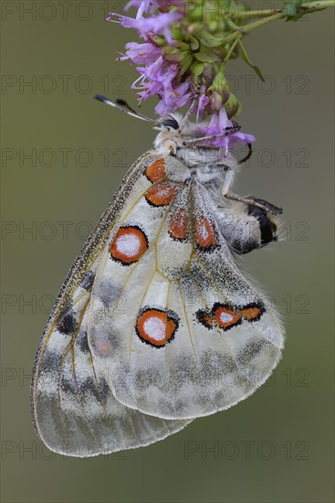 Apollo (Parnassius apollo)