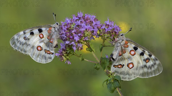 Two Apollo (Parnassius apollo)