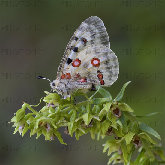 Apollo (Parnassius apollo)