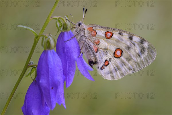 Apollo (Parnassius apollo)